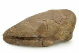 Dinosaur (Pachycephalosaurus) Toe Ungual (Claw) - South Dakota #382467-2